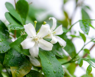 Bir çift beyaz çiçek. Beyaz çiçekler mis kokulu. Bahçedeki bir çift Murraya paniklemesi (L) çok güzel çiçek açıyor..