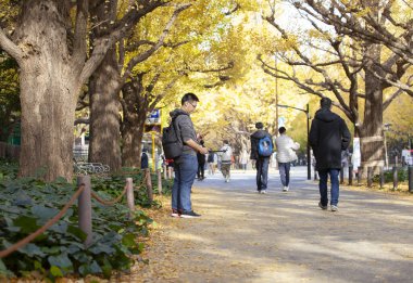 TOKYO JAPONYA - 22 Kasım 2017: Tokyo Japonya 'daki Ginkgo Bulvarı' nı ziyaret edenler. Icho Namiki Caddesi sonbahar yapraklarını kutlamasıyla ünlüdür..