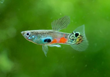 Akvaryumdaki Poecilia reticulata melezi. Tropikal Akvaryumdaki Guppy Çok Renkli Balık. Zümrüt altın kaplama Gökkuşağı gupia popülasyonu. Gökkuşağı gupiası popülasyonu.. 