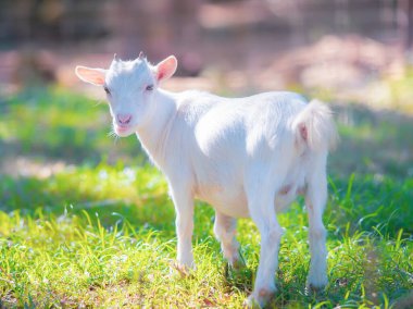 Keçi çiftliğinin çayırında beyaz keçiler. Beyaz keçi dışarıda bir hayvan barınağında yeşil ot kokluyor..