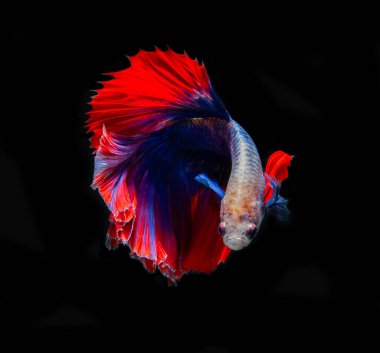 Renkli betta balığı, Siyam savaşan balık beyaz arka planda izole edilmiş hareket halinde. Renkli siyam balığının hareketli anını yakalayın Kesme yolu ile dövüşen.