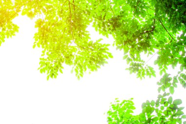 Çerçevenin üzerinde beyaz arkaplanda yeşil kenarlık bırakır.