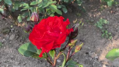 Kırmızı Gül Dolu Çiçek