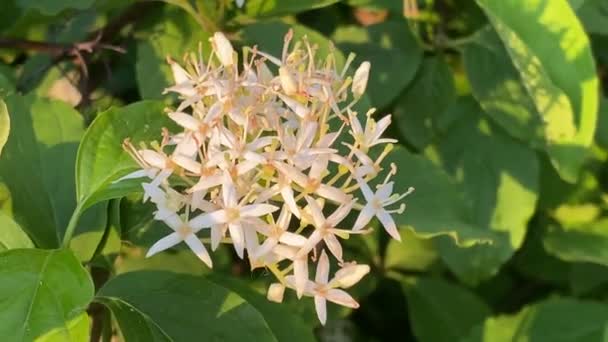 Zwykły Dogwood Krzew Rozkwicie Małe Białe Kwiaty — Wideo stockowe