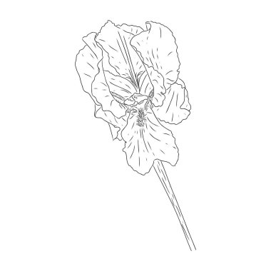 Çiçek açan iris çiçeği. Taslak şeklinde desenli bir çiçek. Kartpostal tasarımı için Iris skeci. Siyah ve beyaz Botanik vektör çizimi. Elle çizilmiş ve beyaz bir arkaplanda izole edilmiş.