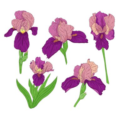 Çiçek açan Iris çiçekleri koleksiyonu. Parlak renkli bahar botanik çizimi. Beyaz bir arka planda el çizimi ve izole edilmiş. Vektör. Sapında süsen tomurcukları var. Çiçek tasarımı.