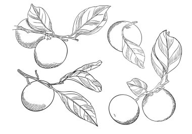 Yapraklı mandallara bir set mandalina. Turunçgil meyvesi koleksiyonu. Doodle stili. Kauçuk, beyaza elle çizilmiş ve izole edilmiş..