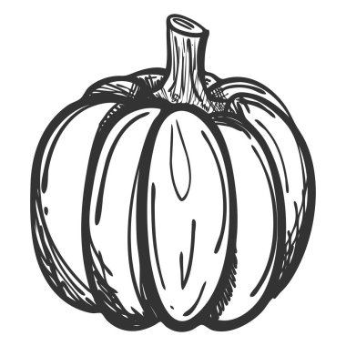 Doodle tarzında bir balkabağı çizimi. Yumurtadan çıkmış olgun bir balkabağı çiziyorum. Beyaz bir arka planda el çizimi ve izole edilmiş. Şükran Günü, yemek tarifleri, menüler ve hasat festivalleri için kullanılabilir.