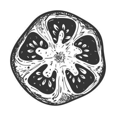 Bir domatesin enine boyuna çizimi. Beyaza el çizimi ve izole edilmiş. Dekorasyon menüleri, yemek tarifleri, yemek dergileri ve yemek paketleri için tasarım öğesi. Siyah ve beyaz vektör çizimi. Kelime