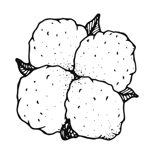 Coton Fleuri Dans Style Doodle Illustration Vectorielle Noir Blanc Dessiné — Image vectorielle