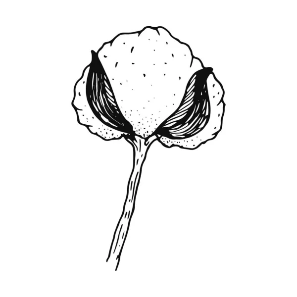 Kvetoucí Bavlna Spodní Pohled Doodle Styl Černobílá Vektorová Ilustrace Kreslený — Stockový vektor