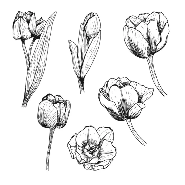 Tulpenset Von Hand Gezeichnet Blühende Blüten Mit Blättern Und Stängeln — Stockvektor