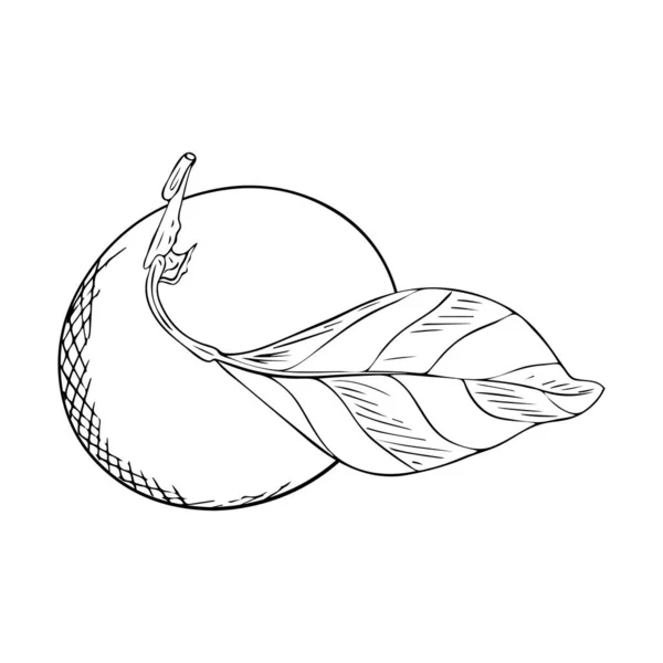 Mandarine Auf Einem Zweig Mit Blatt Doodle Stil Eine Skizze — Stockvektor
