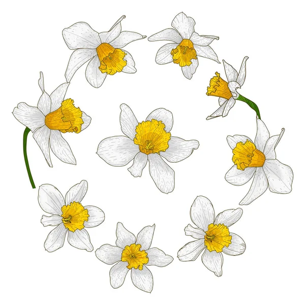 美丽的盛开的水仙花 为婚礼和浪漫的春天气氛装饰的带着白色和黄色花瓣的花蕾 多朵风格的花卉收藏 彩色矢量插图 与白种人隔离 — 图库矢量图片