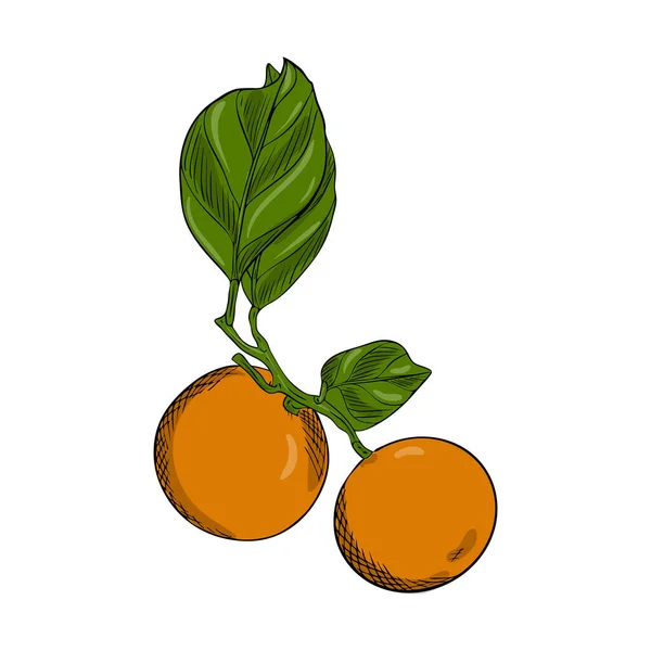 Zwei Mandarinen Auf Einem Zweig Mit Blättern Doodle Stil Die — Stockvektor