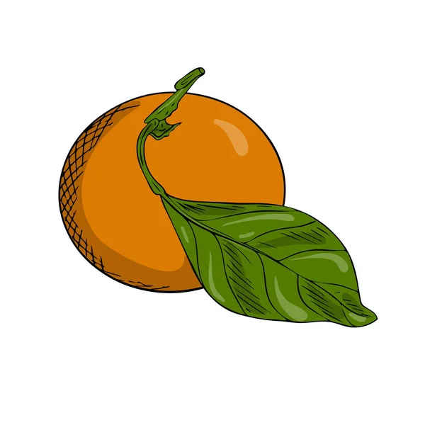 Tangerine Atau Orange Pada Cabang Dengan Daun Gaya Doodle Sketsa - Stok Vektor