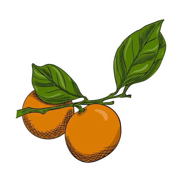Zwei Mandarinen Auf Einem Zweig Mit Blättern Doodle Stil Die — Stockvektor