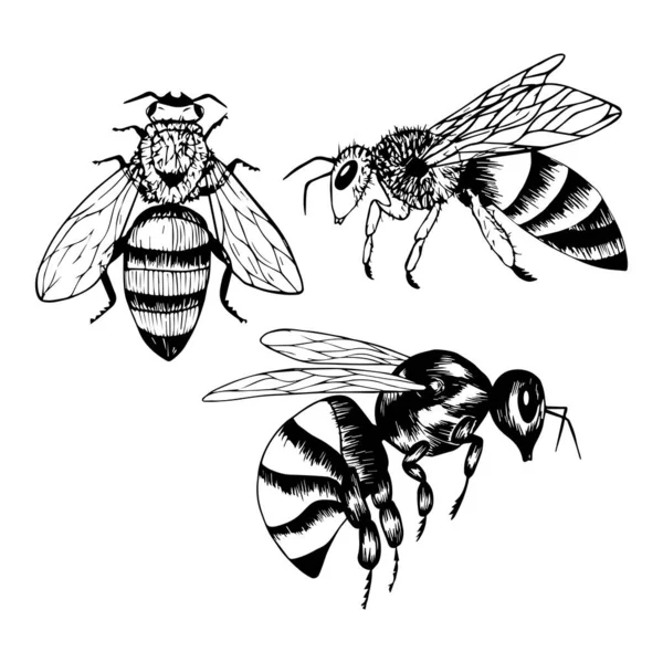 ミツバチのセットは ドアのスタイルで洗浄します 白黒のベクターイラスト 昆虫は手で描かれ 白い背景に隔離されています スケッチ サイドとトップビュー 概要図 — ストックベクタ
