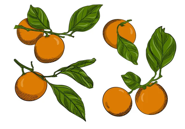 叶枝上的一组橘子 柑橘类水果的集合 涂鸦风格 草图手工绘制 在白色上孤立 带有孵化器和纹理的草图 彩色矢量插图 — 图库矢量图片