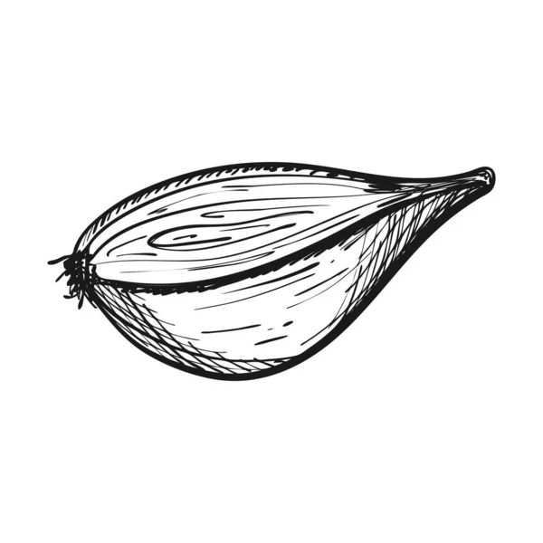 Půl Cibule Stylu Doodle Zelenina Ručně Kreslí Izoluje Bílém Pozadí — Stockový vektor