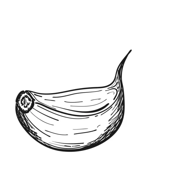 涂鸦风格的大蒜丁香 这种蔬菜是手绘的 用白色背景隔开 黑白矢量图解 菜单设计 食品包装 — 图库矢量图片