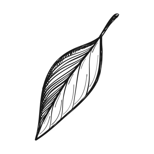 Bay Leaf Koření Pro Vaření Vaření Doodle Styl Kreslený Ručně — Stockový vektor