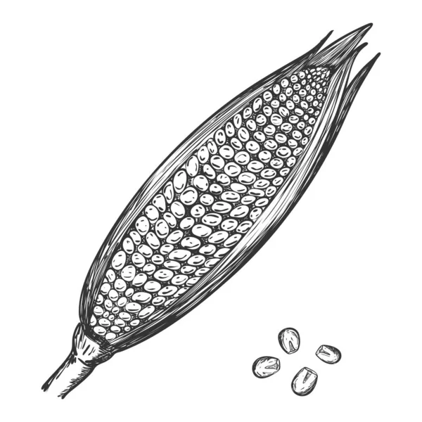 Une Oreille Mûre Maïs Croquis Maïs Avec Des Feuilles Des — Image vectorielle