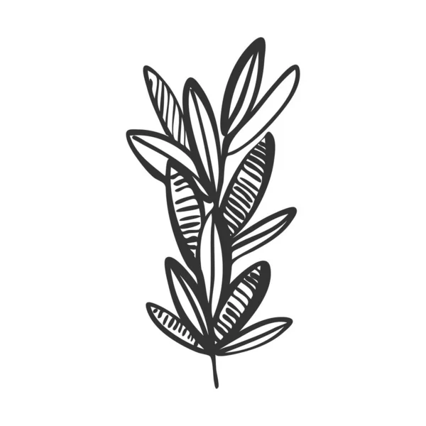 落叶植物的抽象枝条 叶脉质感强 形似土拨鼠 你可以用它来设计菜单和食谱 植物图解手绘并隔离在白色背景上 黑白传病媒介 — 图库矢量图片