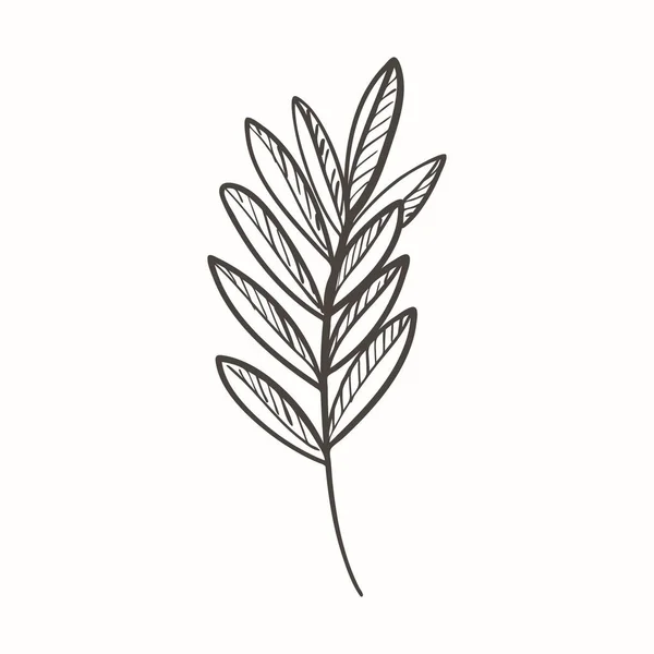 Yaprakları Deseni Doodle Tarzında Olan Bir Bitkinin Soyut Dalı Menü — Stok Vektör