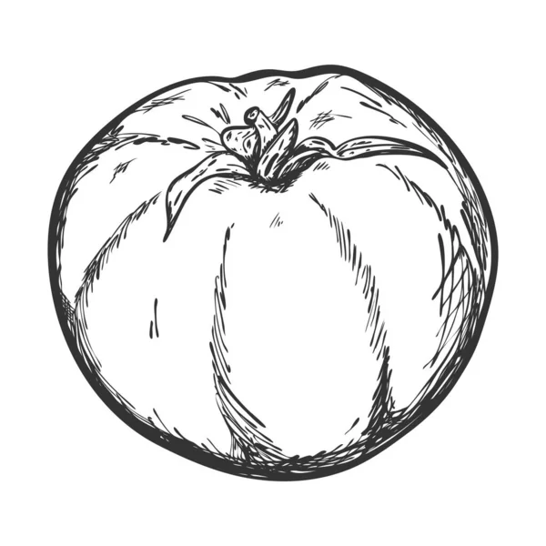 Skizze Einer Tomate Von Hand Gezeichnet Und Isoliert Auf Weißem — Stockvektor