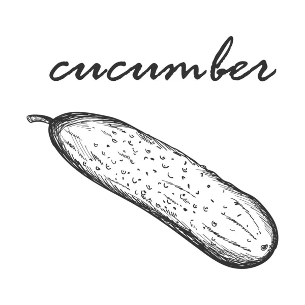 Croquis Concombre Frais Vue Latérale Concombre Gherkin Illustration Vectorielle Noir — Image vectorielle