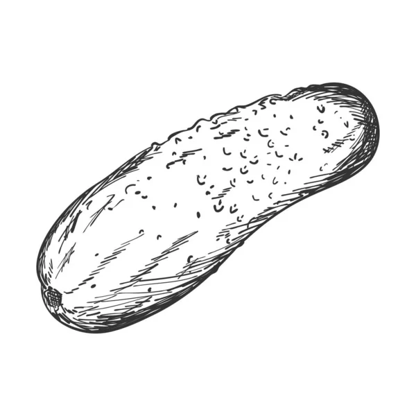 Sketsa Mentimun Segar Sisi Tampilan Cucumber Gherkin Black White Vector - Stok Vektor
