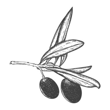Çilek ve yapraklarla izole edilmiş bir zeytin dalı çizimi. Zeytinyağı ve doğal kozmetik ürünleri paketlemek için. Eko-ürün. Beyaz bir arka planda el çizimi ve izole edilmiş. Siyah-beyaz vektör çizimi.