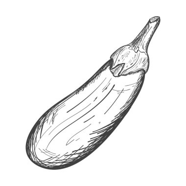 Olgun bir patlıcan çizimi. Sebze yumurtadan çıkan ellerle çizilir. Çizim beyaz bir arkaplanda izole edilmiş. Siyah ve beyaz vektör çizimi