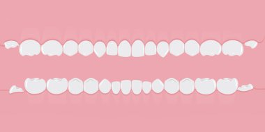 Arka arkaya sakızda sağlıklı beyaz insan dişleri. Köksüz dişler. Diş hekimleri ve ortodontistler için bilgi öğeleri. Pembe arka planda düz bir pankart. Vektör illüstrasyonu