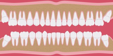 Arka arkaya sağlıklı beyaz insan dişleri. Güzel, hatta kökleri olan dişler. Diş etleri kemiğe kadar kesilmiş. Çenenin yapısına bakın. Diş hekimleri ve ortodontistler için bilgi öğeleri. Düz stil pankart. Vektör
