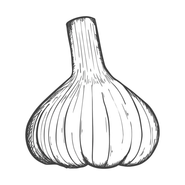 Sketsa Kepala Bawang Putih Sketsa Makanan Bawang Putih Utuh Kulit - Stok Vektor