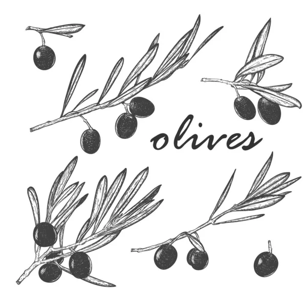 ベリーと葉を持つ孤立したオリーブの枝のセット オリーブオイルや天然化粧品を包装するため エコプロダクト 白地に手描き分離 黒と白のベクトルイラスト — ストックベクタ