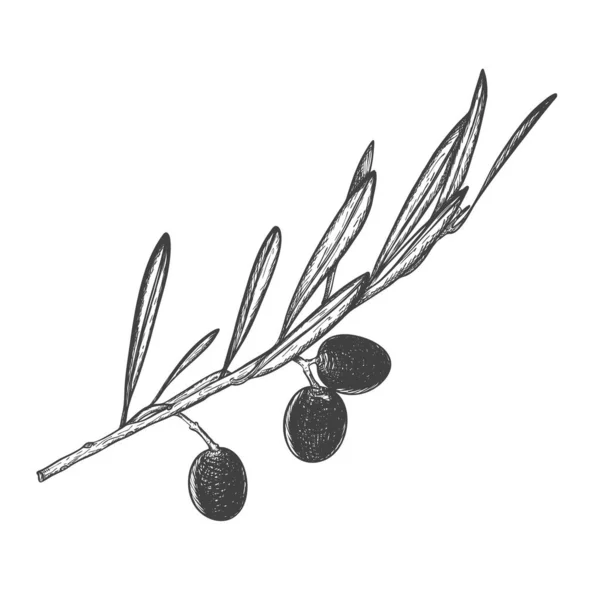 Рисунок Изолированной Оливковой Ветви Ягодами Листьями Упаковки Оливкового Масла Натуральной — стоковый вектор