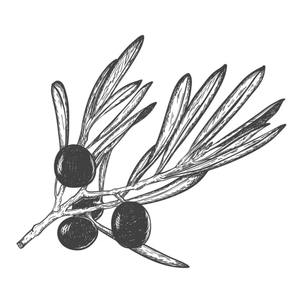 ベリーと葉を持つ孤立したオリーブの枝のスケッチ オリーブオイルや天然化粧品を包装するため エコプロダクト 白地に手描きで孤立 白黒ベクトル図 — ストックベクタ