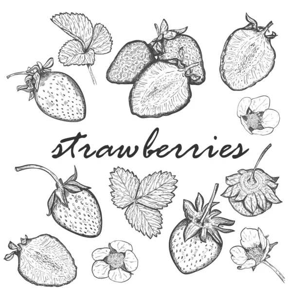 Große Menge Erdbeeren Kollektion Mit Beeren Ganzen Und Halbierten Beeren — Stockvektor