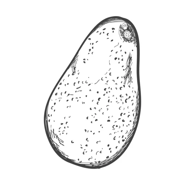 Skizze Einer Reifen Ganzen Avocado Das Gemüse Wird Hand Mit — Stockvektor
