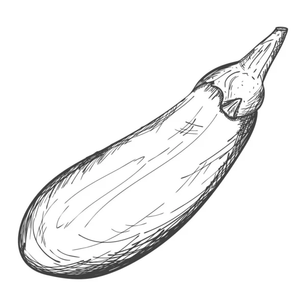 Náčrt Zralého Celého Lilku Zelenina Získává Ručně Vylíhnutím Výkres Izolován — Stockový vektor