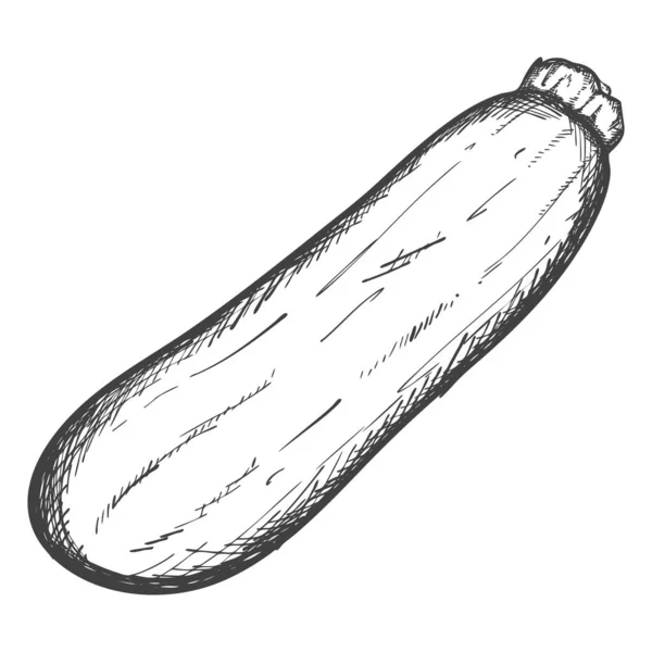 成熟的杜鹃的素描 这种蔬菜是手工孵出的 这幅画被白色的背景隔开了 黑白矢量图解 — 图库矢量图片