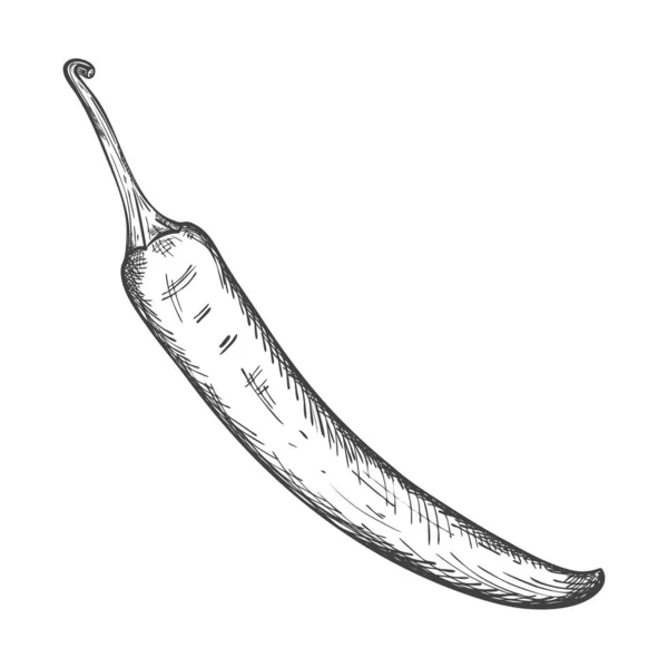 Skizze Einer Reifen Chilischote Gemüse Scharfe Paprika Mit Einem Zweig — Stockvektor