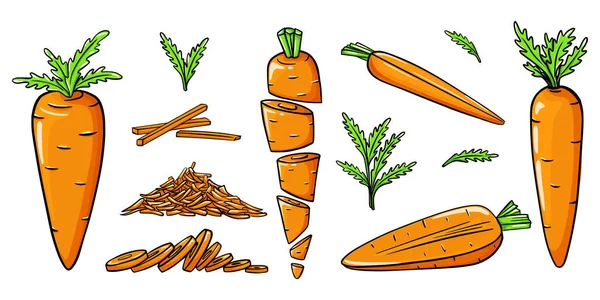 Bright Orange Carrots Doodle Style Collection Hand Drawn Vegetables Whole — Stock Vector