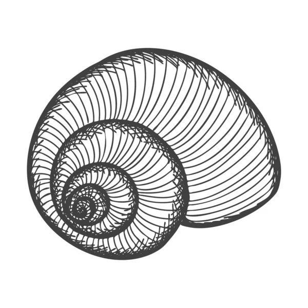 Des Coquillages Dessinés Main Coque Pleine Spirale Vide Une Palourde — Image vectorielle