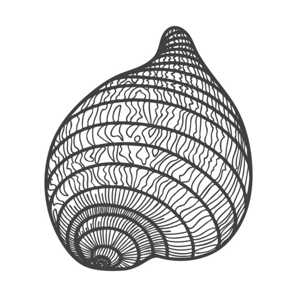 손으로 조개껍데기입니다 조개나 달팽이의 나선형 껍질이다 스케치 스타일 흑백의 그림이 — 스톡 벡터