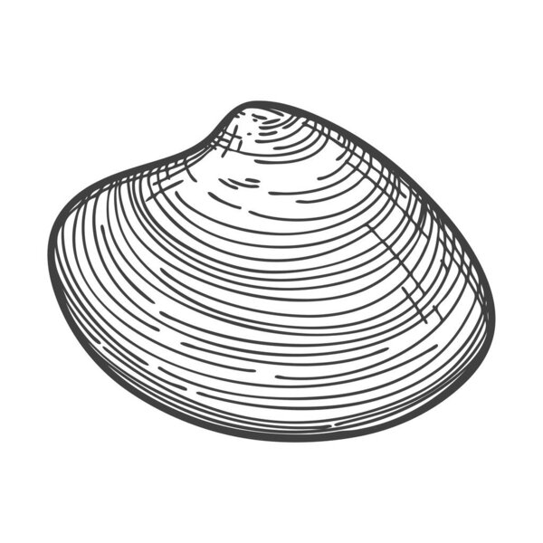 Hand-drawn seashells. An empty, closed, flat, oval solid shell of a mollusc or snail. Sketch style, engraved drawing. Black and white illustration isolated on a white background.
