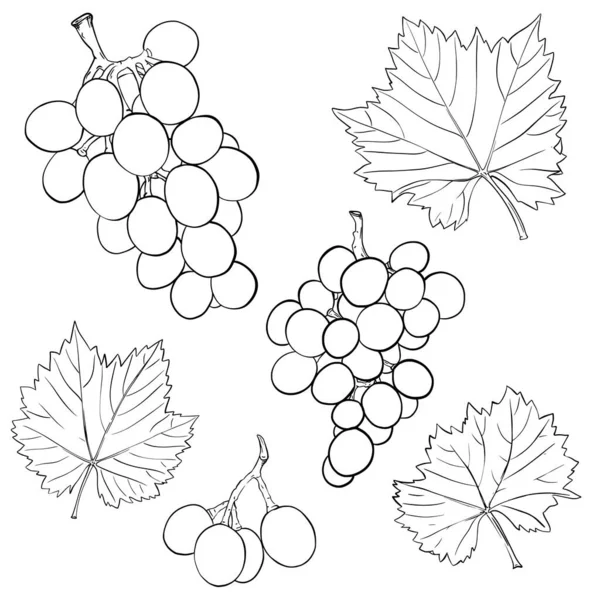 Trauben Und Blätter Handgezeichnete Schwarz Weiß Elemente Vereinzelt Auf Weißem — Stockvektor
